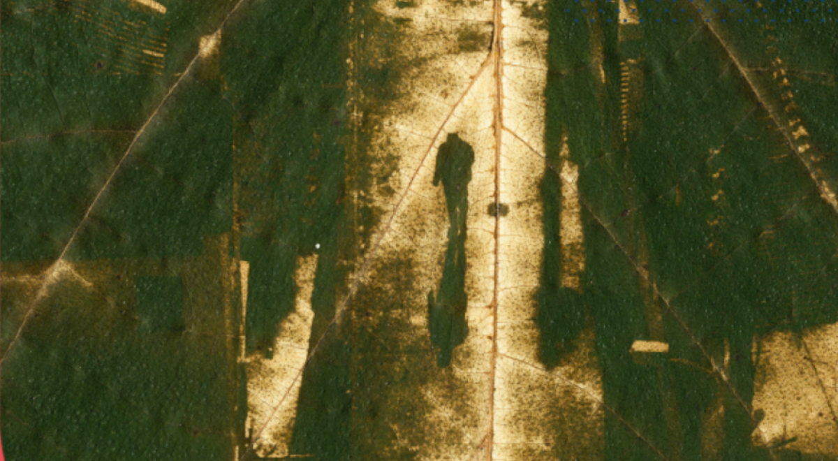 Novembre à la page : exposition Pan à la médiathèque de Chorges