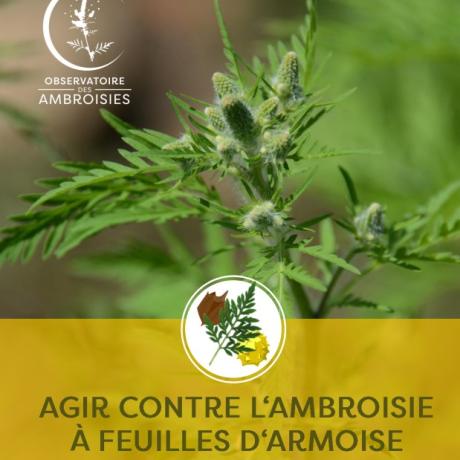 Agir contre l'Ambroisie Agir contre l'Ambroisie