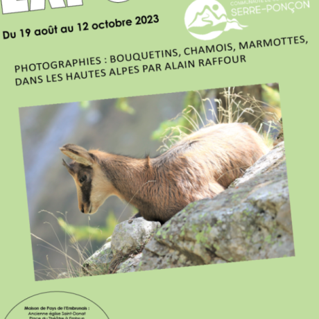 EXPOSITION PHOTOGRAPHIES  BOUQUETINS, CHAMOIS, MARMOTTES 