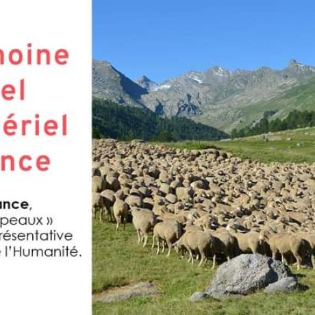 transhumance