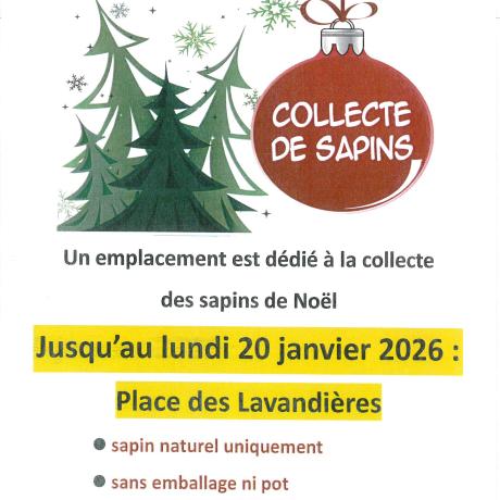 Collecte de sapins