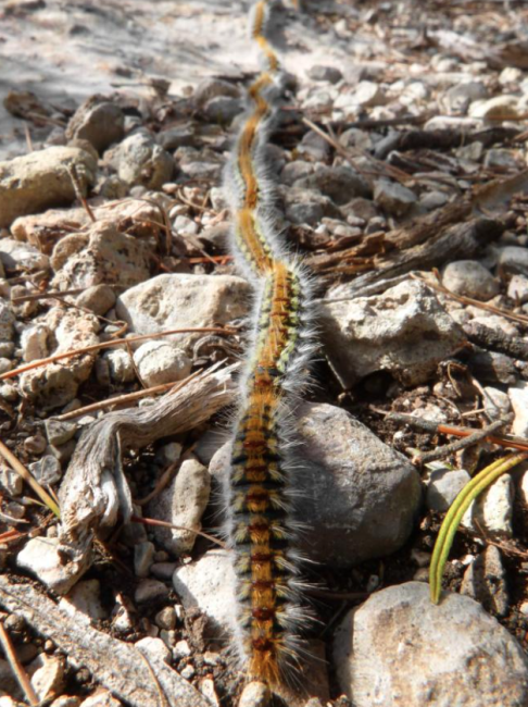 CHENILLES PROCESSIONNAIRES DU PIN