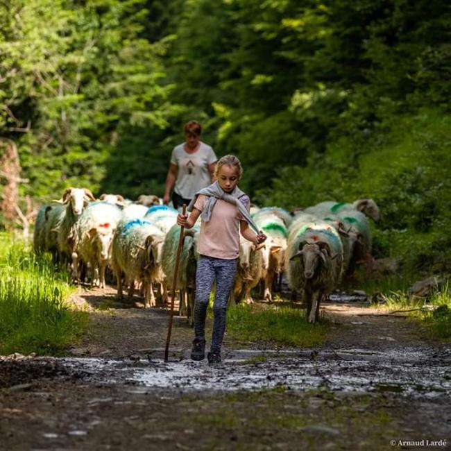 transhumance
