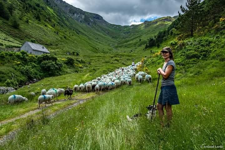 transhumance