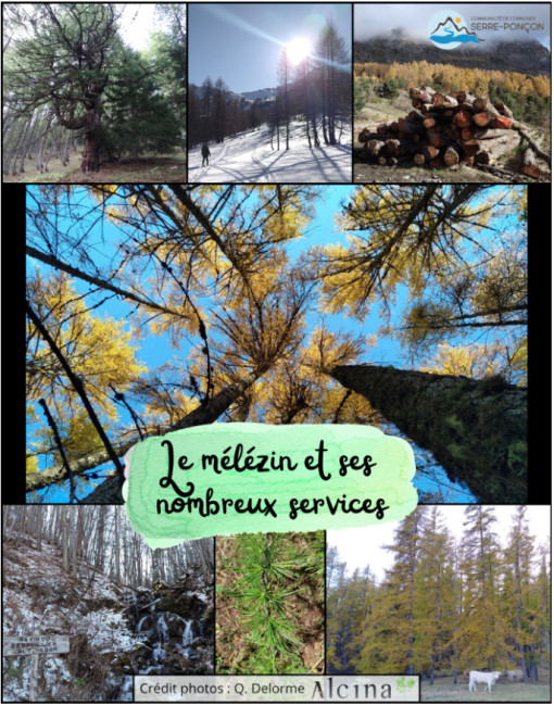 LE MÉLÉZIN ET SES NOMBREUX SERVICES